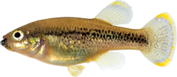 Chapalichthys