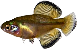 Girardinichthys