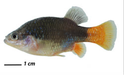 00-0-Copr_2016-Wolfgang_Gessl-Holotype-CPUM-9590t.jpg
