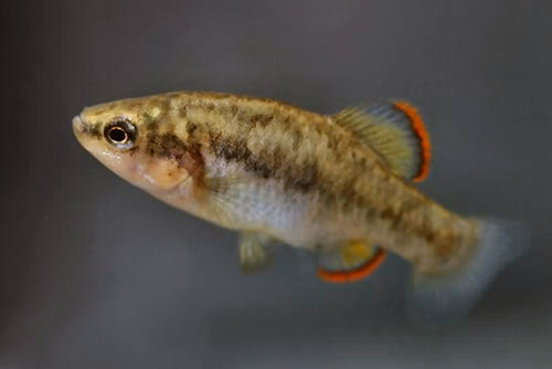 purhepechus